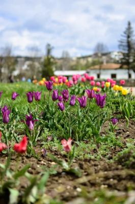 Прикрепленное изображение: тюльпаны2.JPG